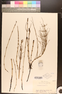 Equisetum palustre image