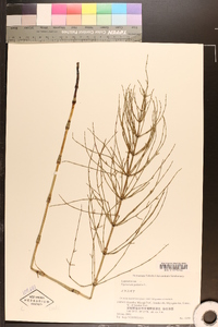 Equisetum palustre image