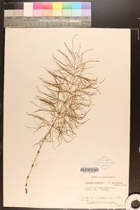 Equisetum sylvaticum var. multiramosum image