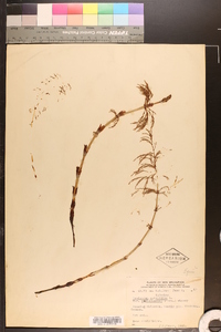 Equisetum sylvaticum var. multiramosum image