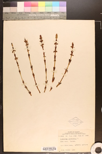 Equisetum sylvaticum image