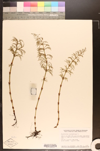 Equisetum sylvaticum image