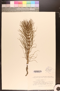 Equisetum telmateia image