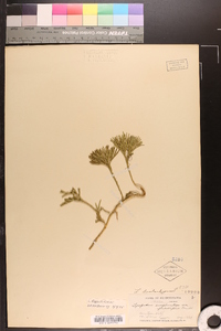 Lycopodium flabelliforme var. ambiguum image