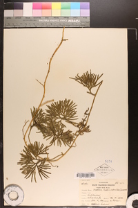 Lycopodium flabelliforme var. ambiguum image