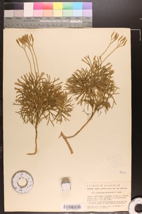 Diphasiastrum tristachyum image