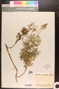 Diphasiastrum complanatum image