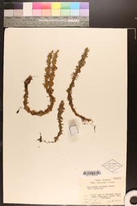 Lycopodium serratum image