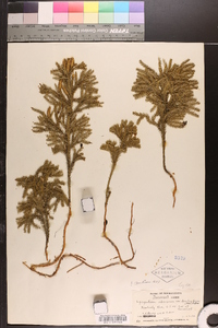 Dendrolycopodium dendroideum image