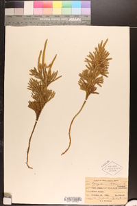 Dendrolycopodium dendroideum image