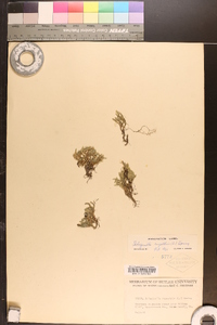 Selaginella rupestris image