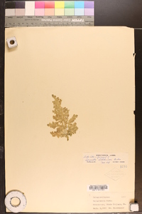 Selaginella willdenowii image