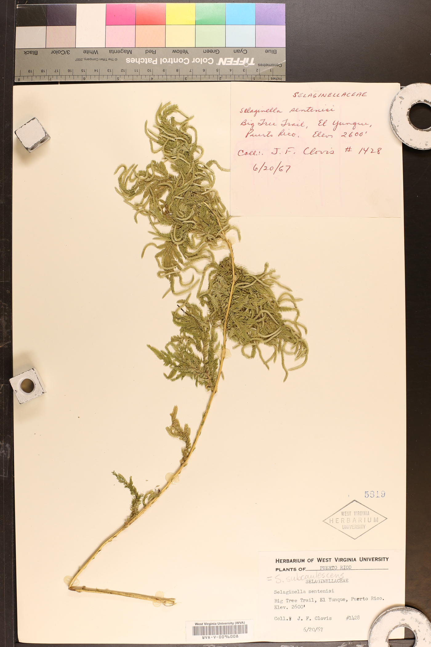 Selaginella subcaulescens image