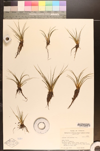 Isoëtes echinospora image