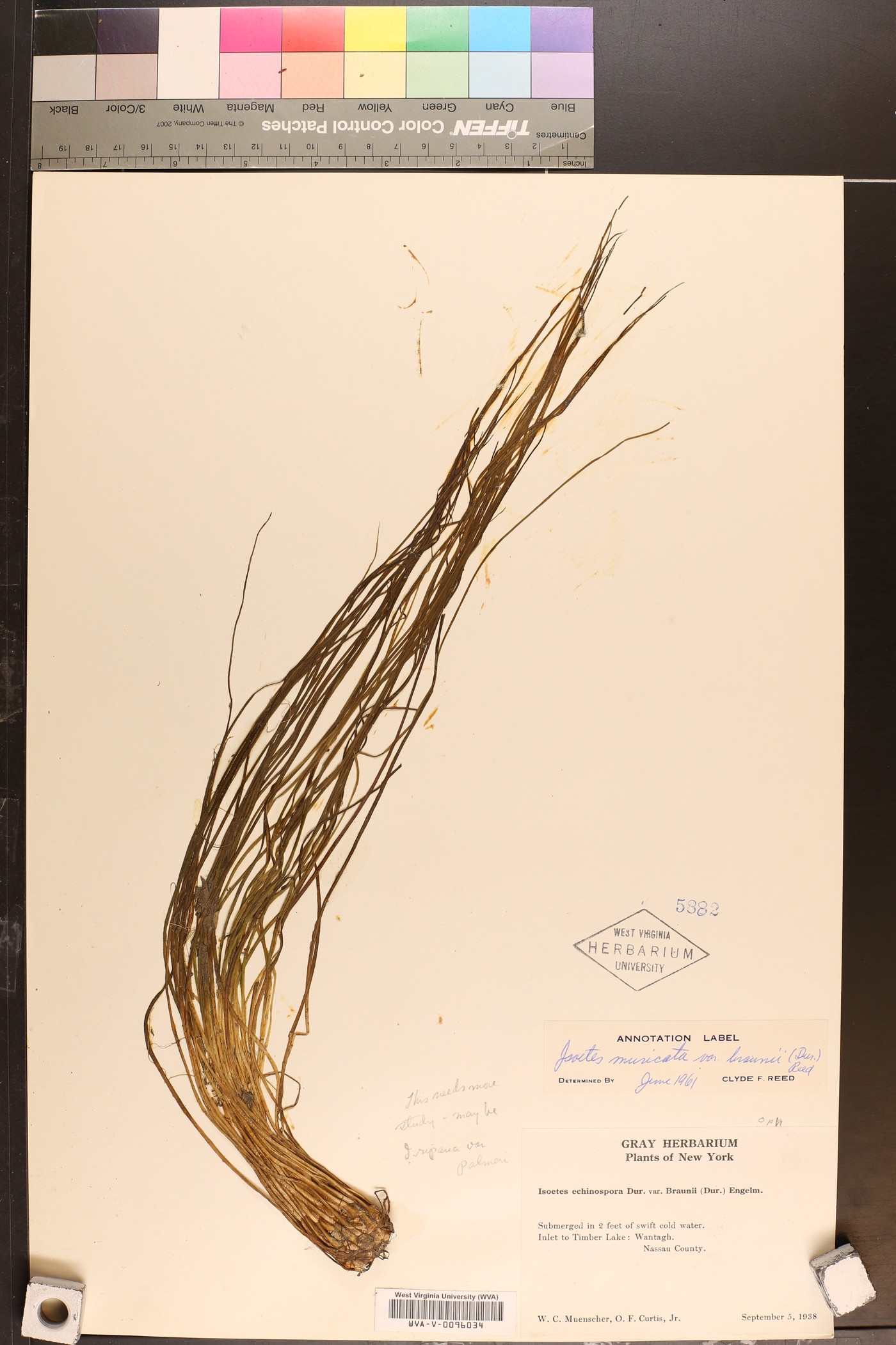 Isoëtes muricata var. braunii image