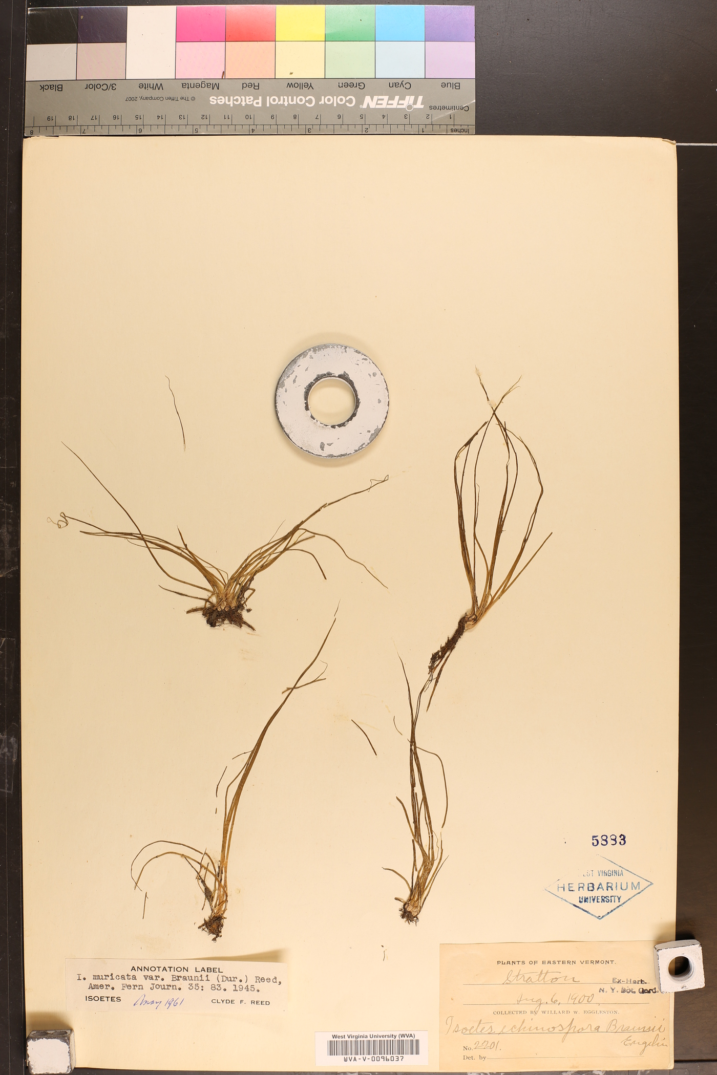 Isoëtes muricata var. braunii image