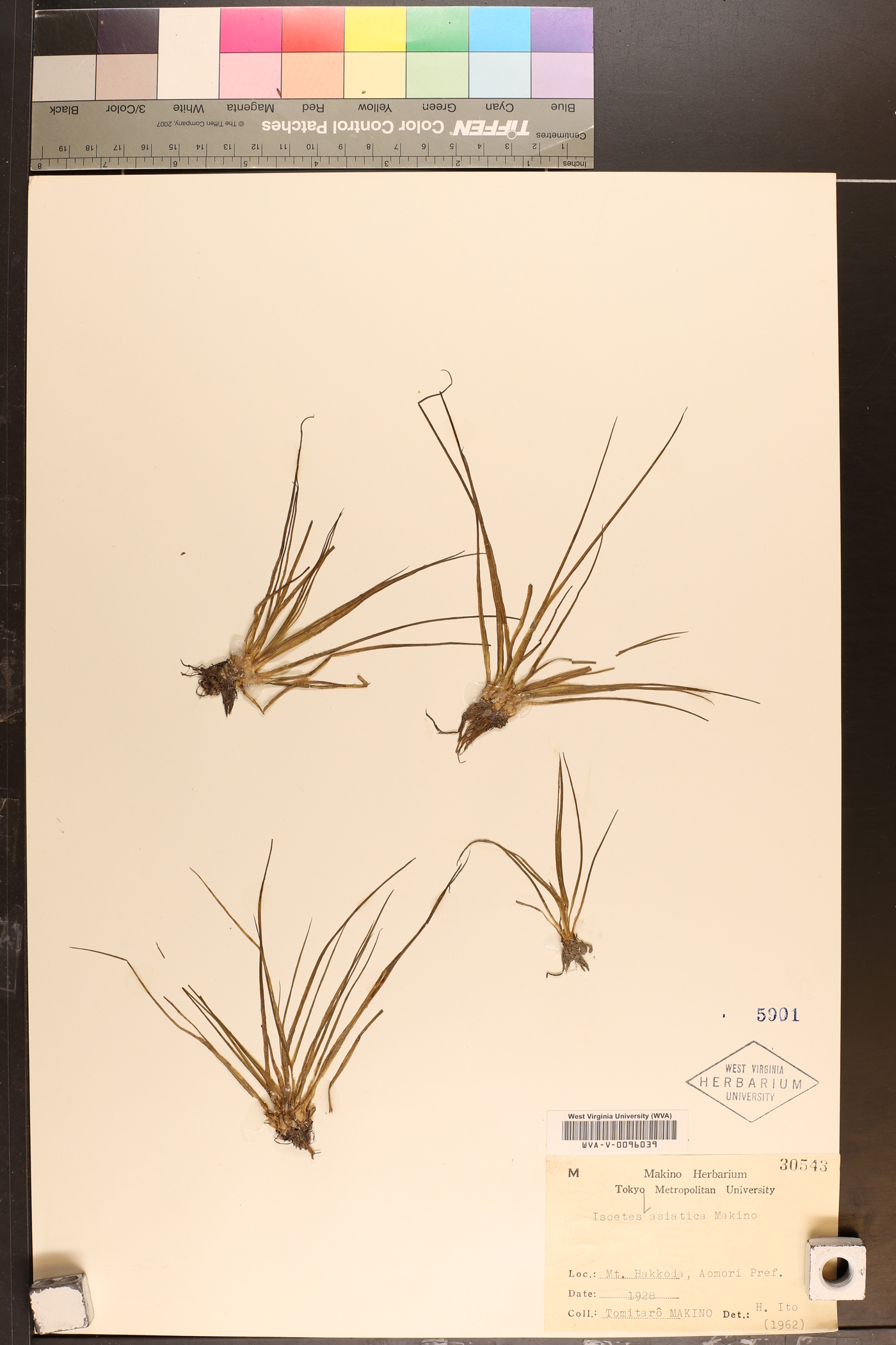 Isoetes asiatica image