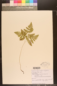 Gymnocarpium dryopteris image