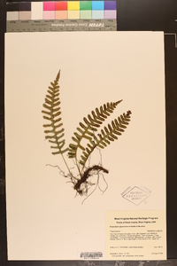 Polypodium appalachianum image