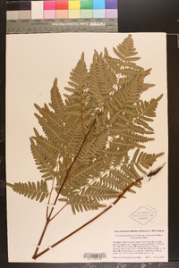 Pteridium aquilinum var. latiusculum image