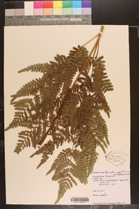 Pteridium aquilinum var. latiusculum image