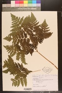 Pteridium aquilinum var. latiusculum image