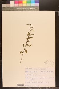 Thelypteris palustris var. pubescens image