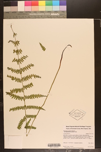 Thelypteris palustris var. pubescens image