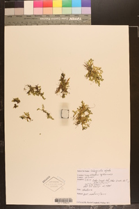 Selaginella apoda image