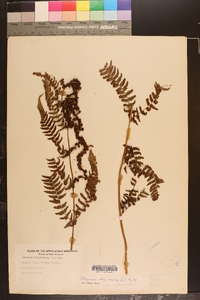 Athyrium filix-femina var. asplenioides image