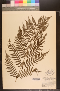 Athyrium filix-femina var. asplenioides image