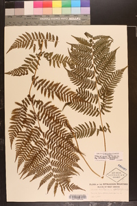 Athyrium filix-femina var. asplenioides image