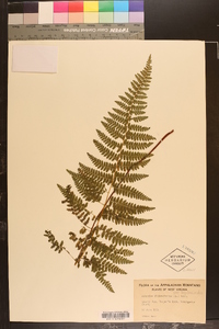 Athyrium filix-femina var. asplenioides image