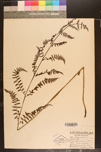 Athyrium filix-femina var. asplenioides image