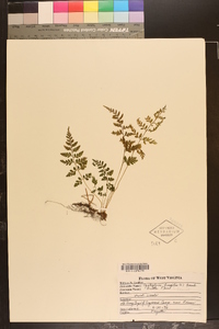 Cystopteris tenuis image