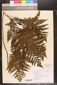 Pteridium aquilinum var. latiusculum image