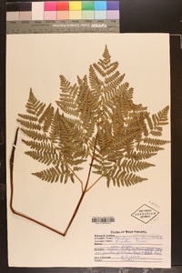 Pteridium aquilinum var. latiusculum image