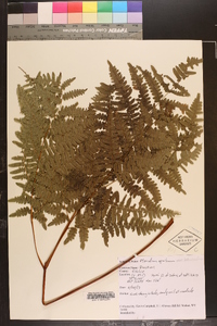 Pteridium aquilinum var. latiusculum image