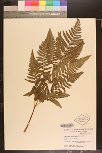 Pteridium aquilinum var. latiusculum image