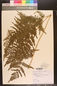 Pteridium aquilinum subsp. pseudocaudatum image