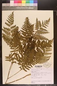 Pteridium aquilinum subsp. pseudocaudatum image