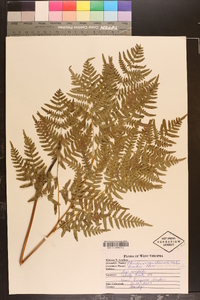 Pteridium aquilinum subsp. pseudocaudatum image