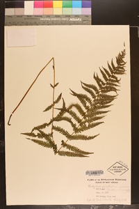 Thelypteris palustris var. pubescens image