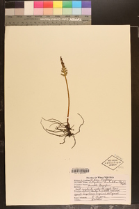 Botrychium lanceolatum image