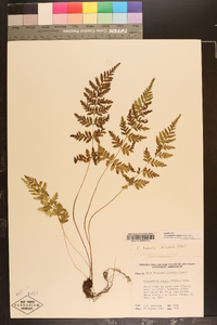 Cystopteris tenuis image