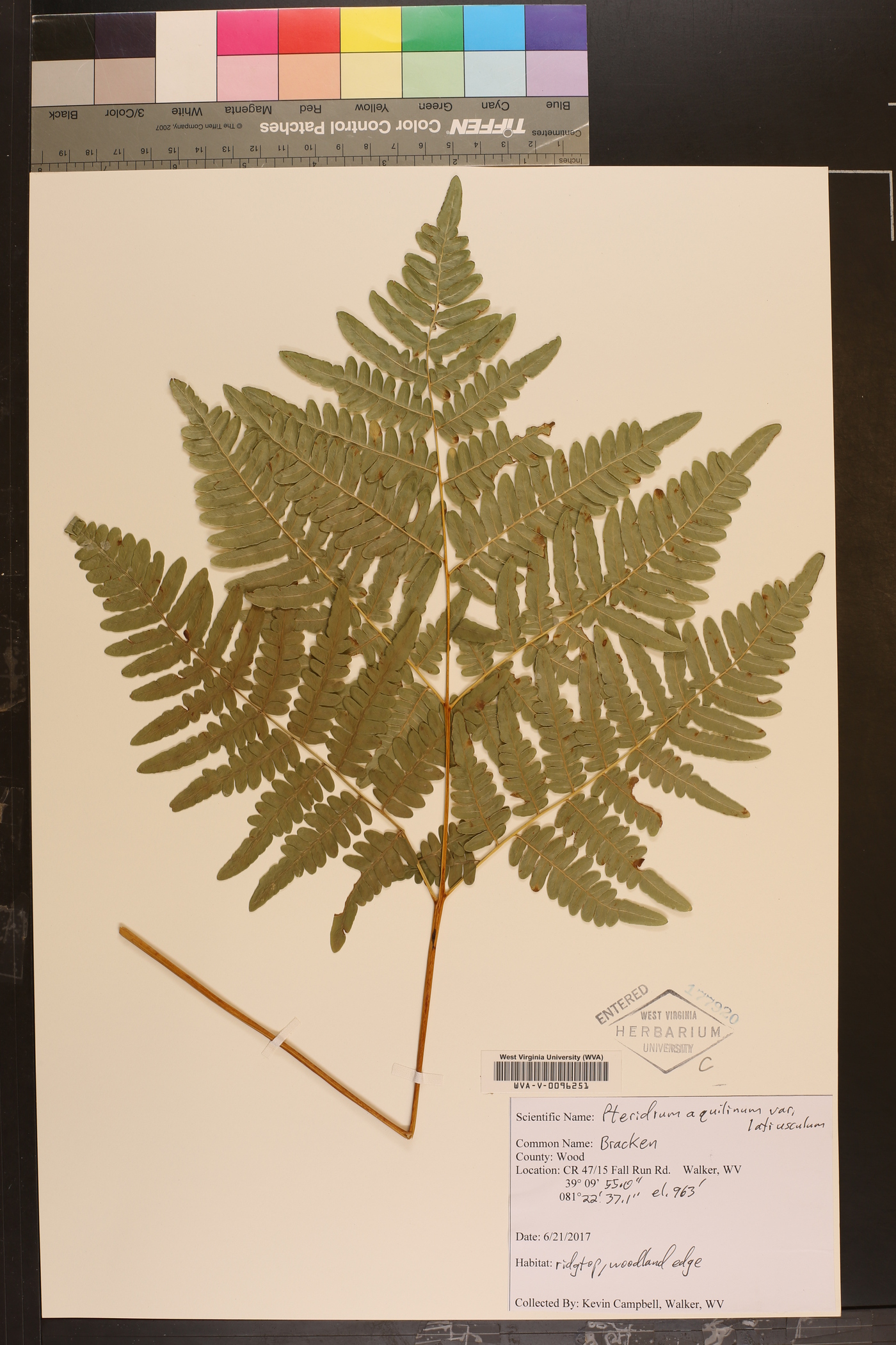 Pteridium aquilinum var. latiusculum image