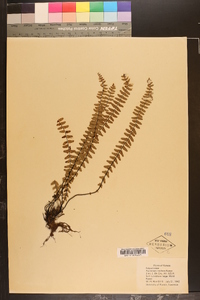 Asplenium resiliens image