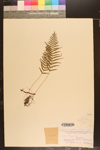 Serpocaulon tayronae image