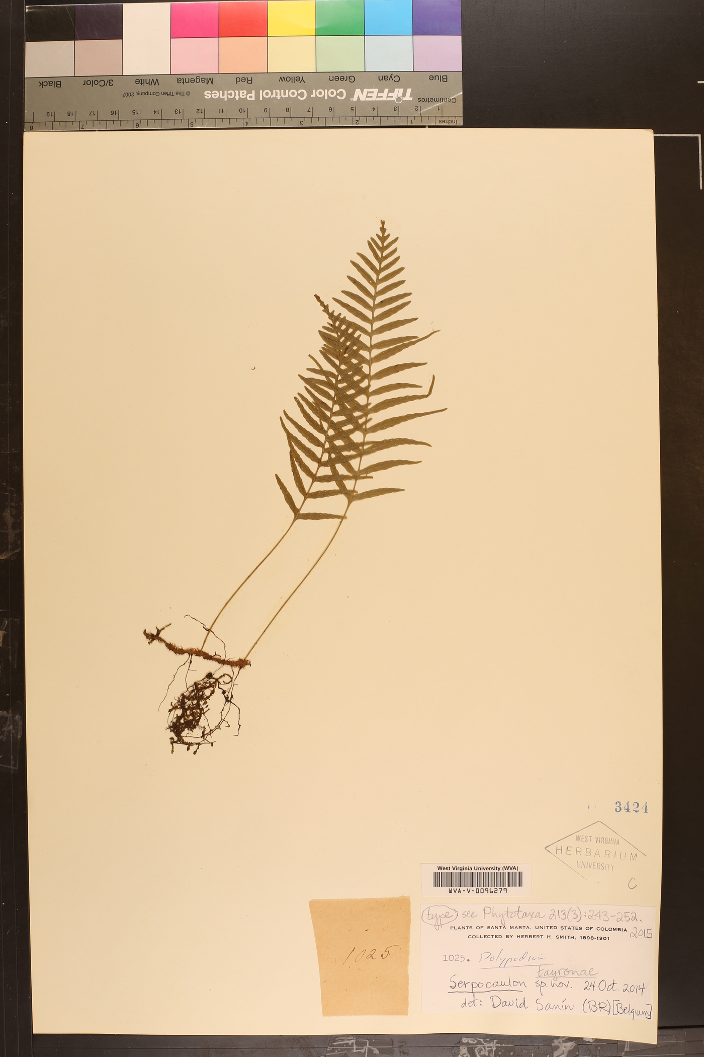 Serpocaulon tayronae image