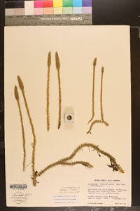 Lycopodiella alopecuroides image